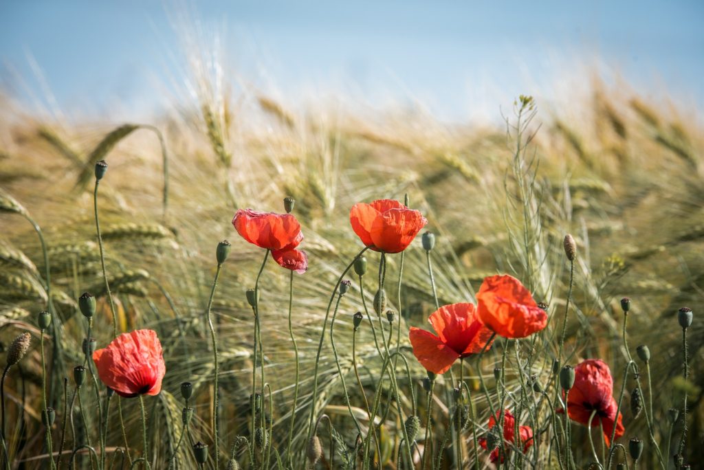 agrofotovoltaika