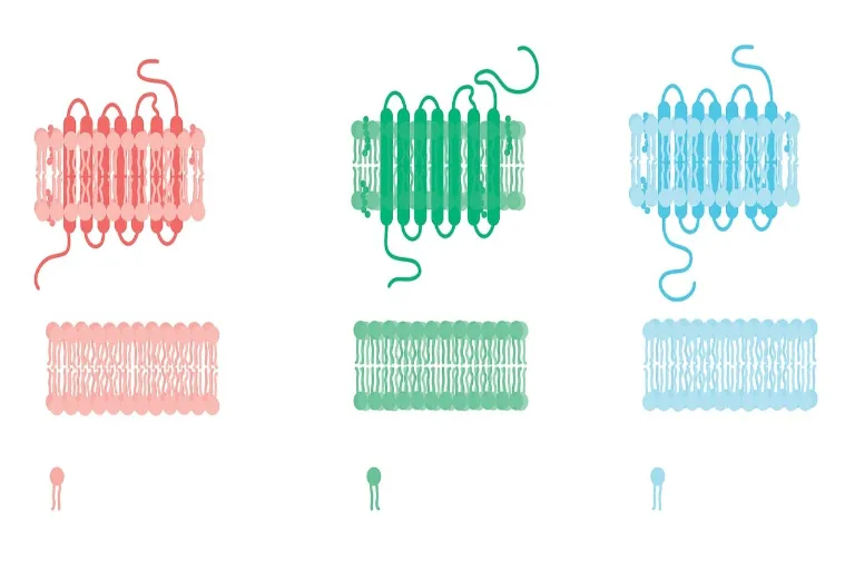 cytoplazma